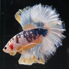 画像2: HM　イエローファンシー　ローズテール (2)