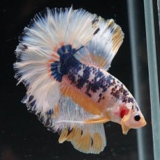 画像10: HM　イエローファンシー　ローズテール (10)