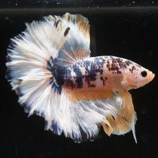 画像8: HM　イエローファンシー　ローズテール (8)