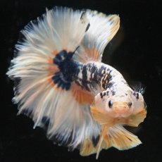 画像7: HM　イエローファンシー　ローズテール (7)