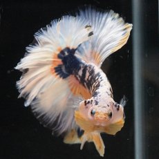 画像3: HM　イエローファンシー　ローズテール (3)