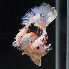 画像6: HM　イエローファンシー　ローズテール (6)