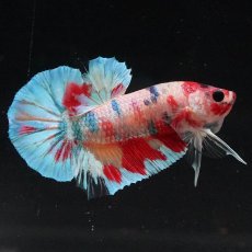 画像1: HMPK　キャンディレインボー (1)