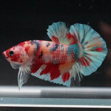 画像7: HMPK　キャンディレインボー (7)