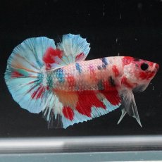 画像3: HMPK　キャンディレインボー (3)