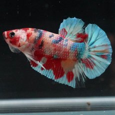 画像6: HMPK　キャンディレインボー (6)