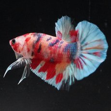 画像4: HMPK　キャンディレインボー (4)