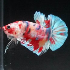 画像2: HMPK　キャンディレインボー (2)