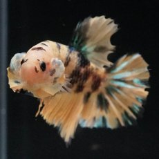 画像8: HMPK　イエロータイガーギャラクシー (8)