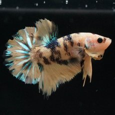 画像1: HMPK　イエロータイガーギャラクシー (1)