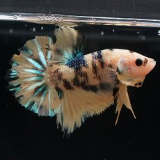 画像9: HMPK　イエロータイガーギャラクシー (9)