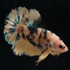 画像6: HMPK　イエロータイガーギャラクシー (6)