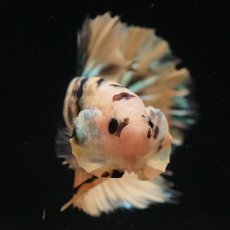 画像3: HMPK　イエロータイガーギャラクシー (3)