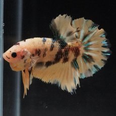 画像7: HMPK　イエロータイガーギャラクシー (7)