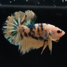 画像4: HMPK　イエロータイガーギャラクシー (4)