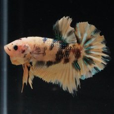 画像5: HMPK　イエロータイガーギャラクシー (5)