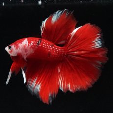 画像4: HM　鯉 (4)