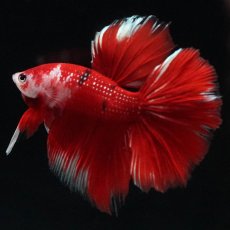 画像9: HM　鯉 (9)