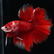 画像8: HM　鯉 (8)