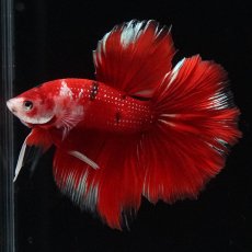 画像6: HM　鯉 (6)