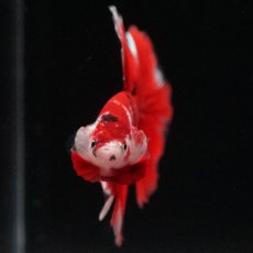 画像3: HM　鯉 (3)