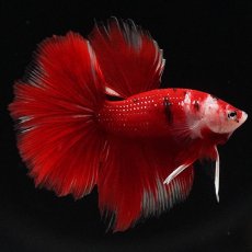 画像5: HM　鯉 (5)