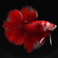 画像2: HM　鯉 (2)