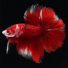 画像1: HM　鯉 (1)