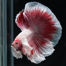 画像10: HMダンボ　ファンシーレッド (10)