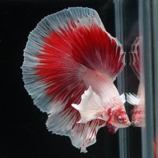 画像9: HMダンボ　ファンシーレッド (9)