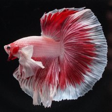 画像2: HMダンボ　ファンシーレッド (2)