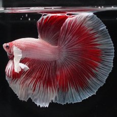 画像8: HMダンボ　ファンシーレッド (8)