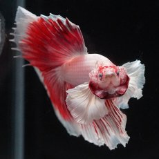 画像7: HMダンボ　ファンシーレッド (7)