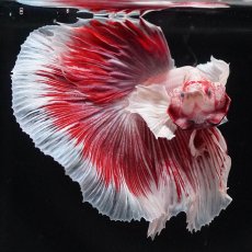 画像6: HMダンボ　ファンシーレッド (6)