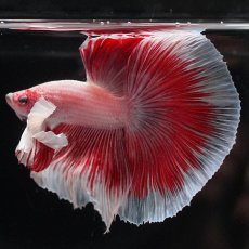 画像5: HMダンボ　ファンシーレッド (5)