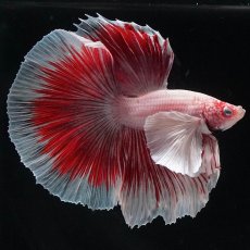 画像4: HMダンボ　ファンシーレッド (4)