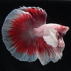 画像1: HMダンボ　ファンシーレッド (1)