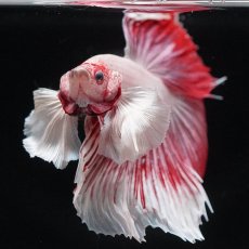 画像3: HMダンボ　ファンシーレッド (3)