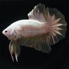 画像7: HMPK　プラチナイエロードラゴン (7)