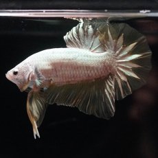 画像5: HMPK　プラチナイエロードラゴン (5)