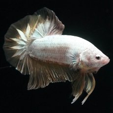 画像6: HMPK　プラチナイエロードラゴン (6)