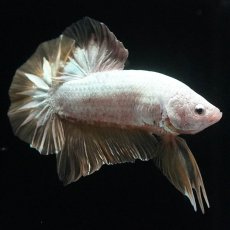 画像2: HMPK　プラチナイエロードラゴン (2)