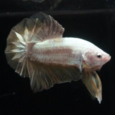 画像4: HMPK　プラチナイエロードラゴン (4)