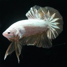 画像1: HMPK　プラチナイエロードラゴン (1)