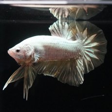 画像3: HMPK　プラチナイエロードラゴン (3)