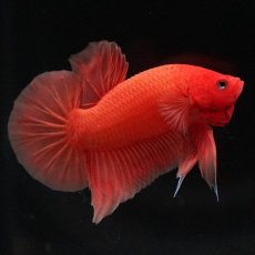 画像6: HMPK　ソリッドオレンジ (6)