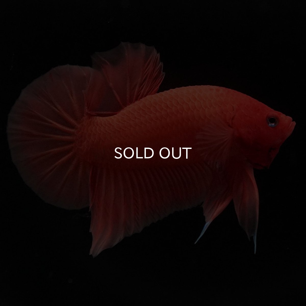 画像1: HMPK　ソリッドオレンジ (1)