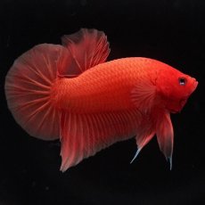 画像1: HMPK　ソリッドオレンジ (1)