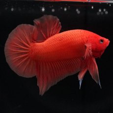 画像4: HMPK　ソリッドオレンジ (4)