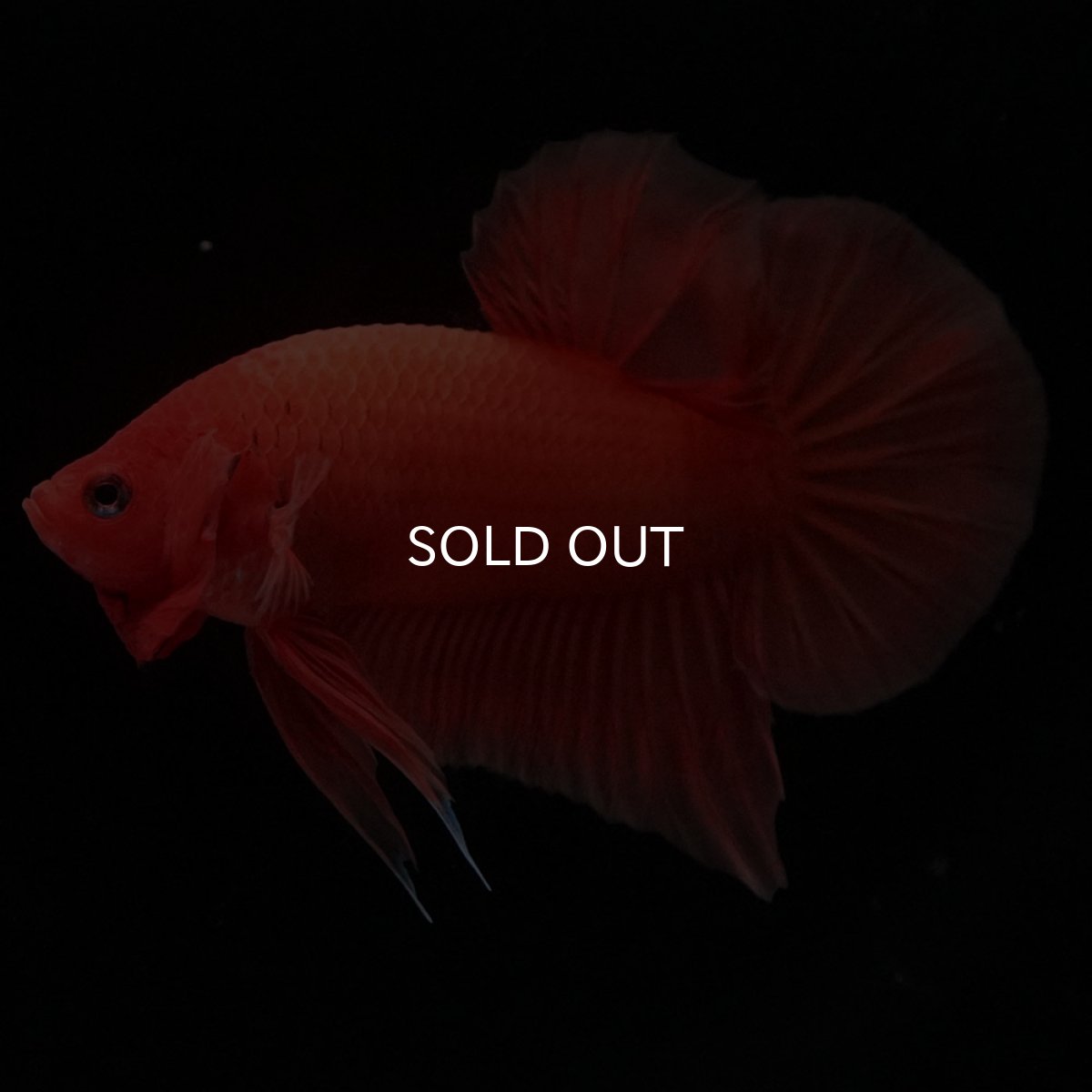 画像2: HMPK　ソリッドオレンジ (2)